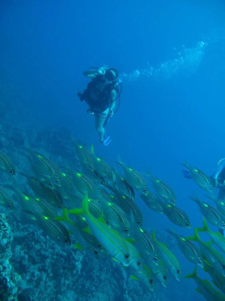 Scuba Diving Rarotonga