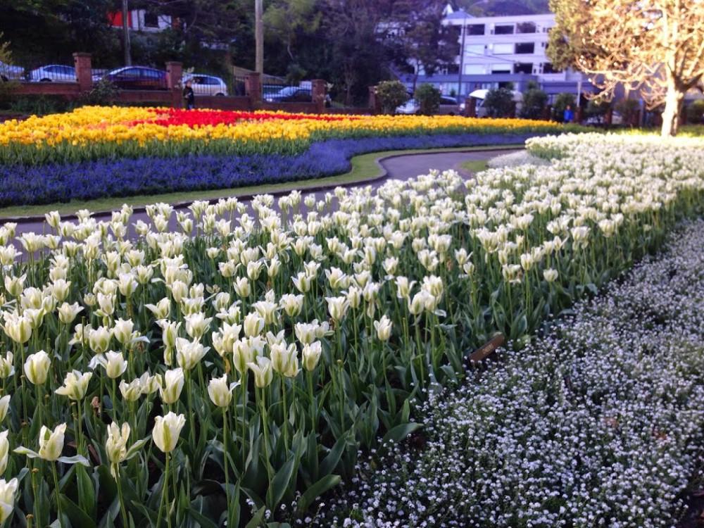 Tulips Botanic Gardens Wellington in Spring