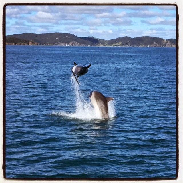 Swim with dolphins in Russell, Bay of Islands