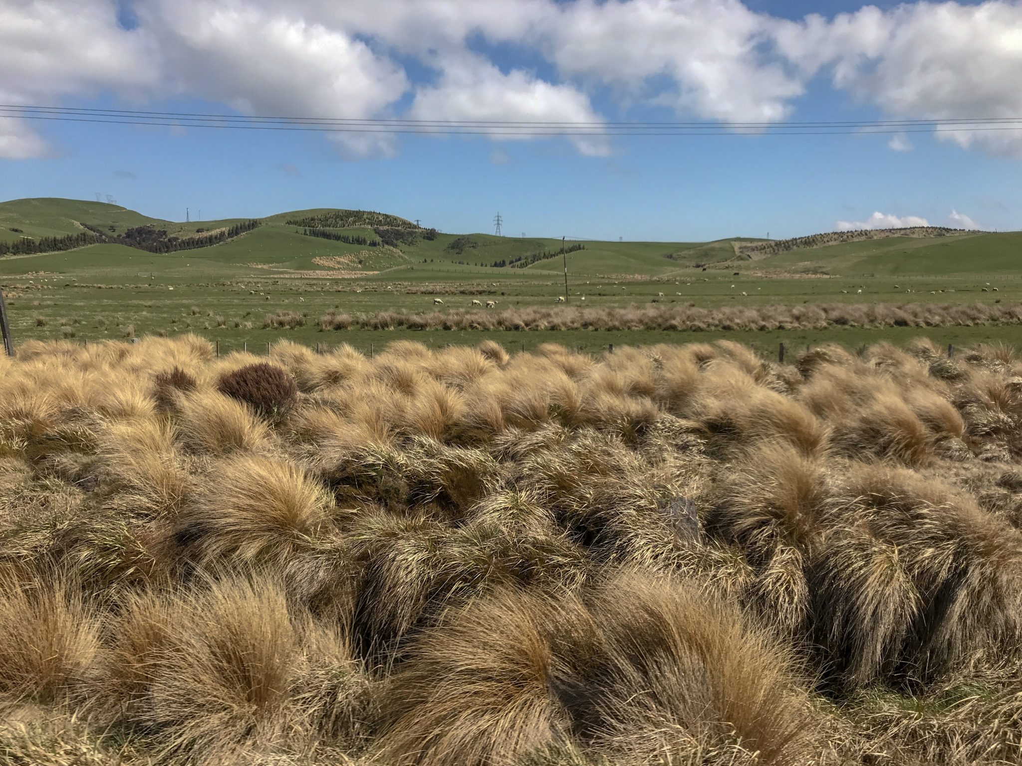 tussock grass and landscape in central New Zealand North Island