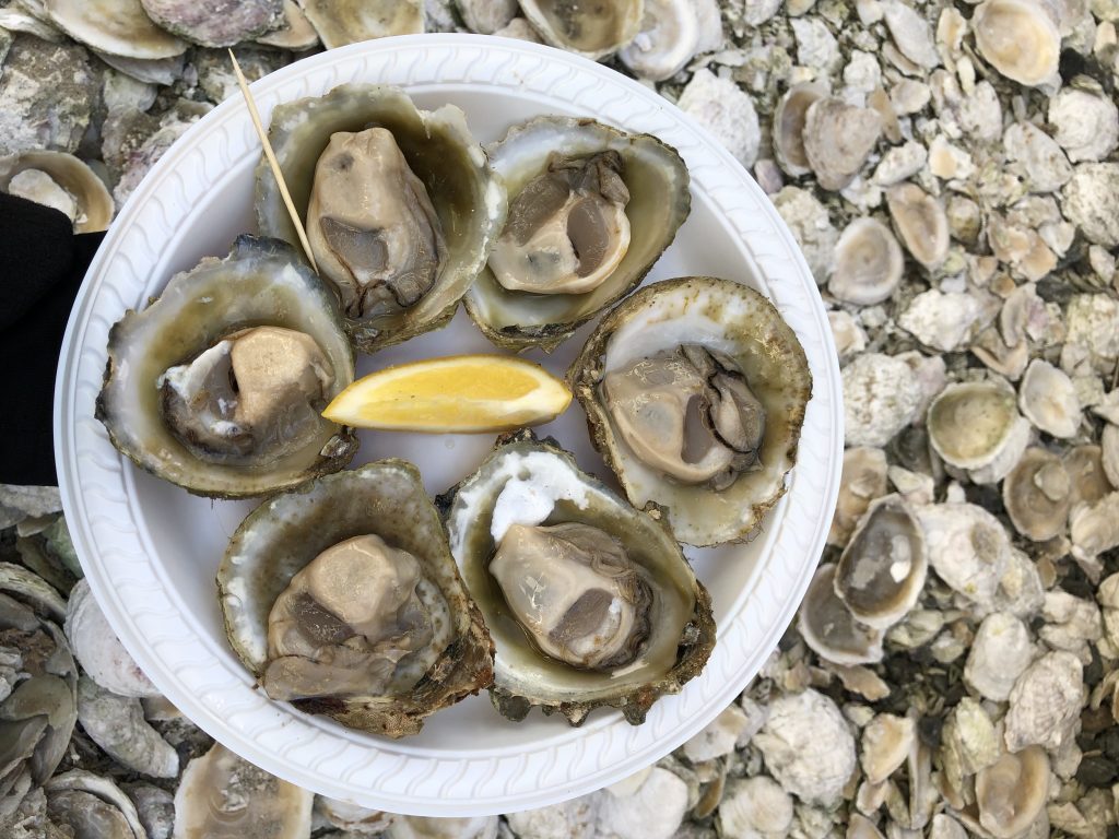 a white plate containing 6 bluff oysters in their shells a toothpick and wedge of lemon