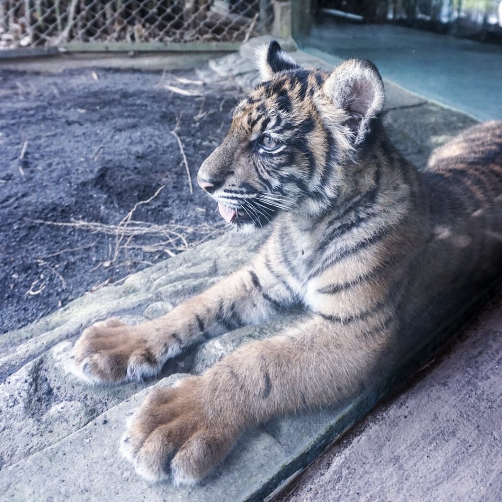 five month old tiger cub at Bali Zoo
