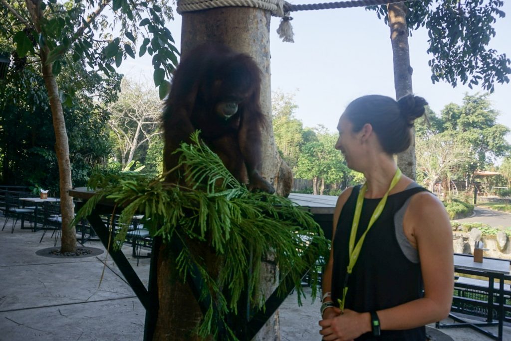 orangutan with branches on platform next to female tourist