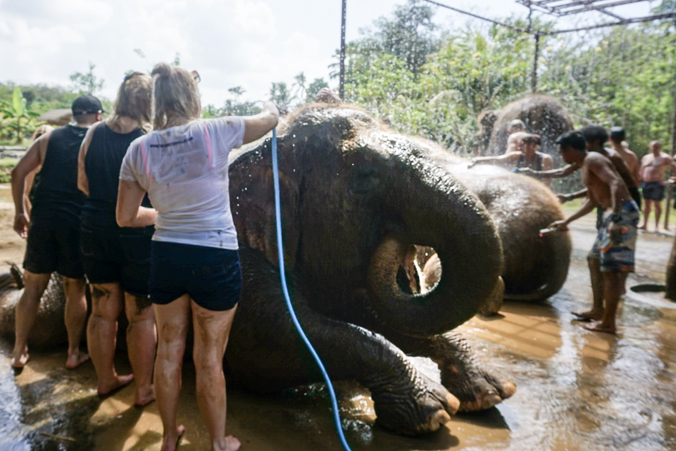 Bali Zoo Review: experiences with elephants and orangutans - Sarah Sees ...