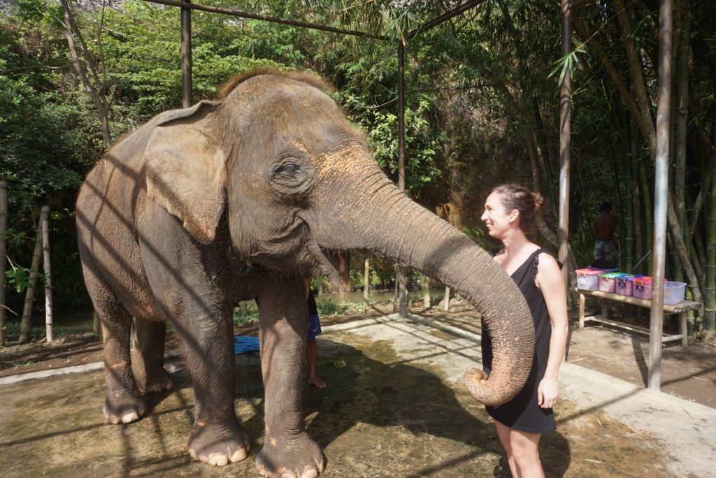 young woman in black dress feeding elephant outdoors at bali zoo