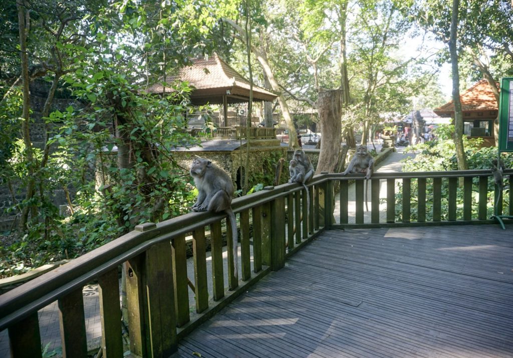 three adult monkeys sitting on wooden handrail in jungle area with wooden path