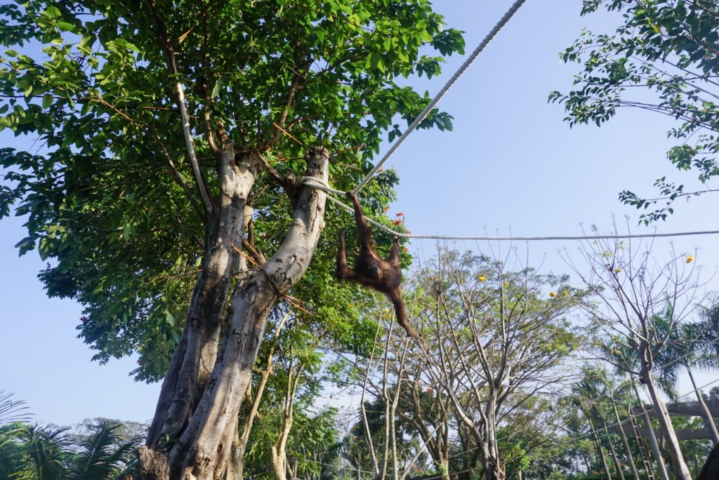 orangutan swinging from rope between large green trees on sunny day