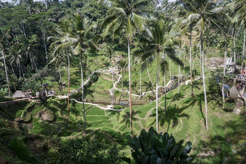 terraced plantation in Bali Indonesia
