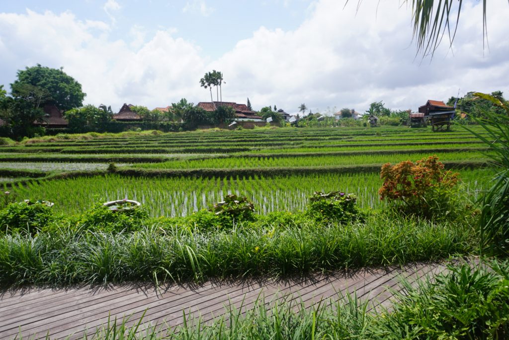 green rice field with old wooden buildings on perimeter