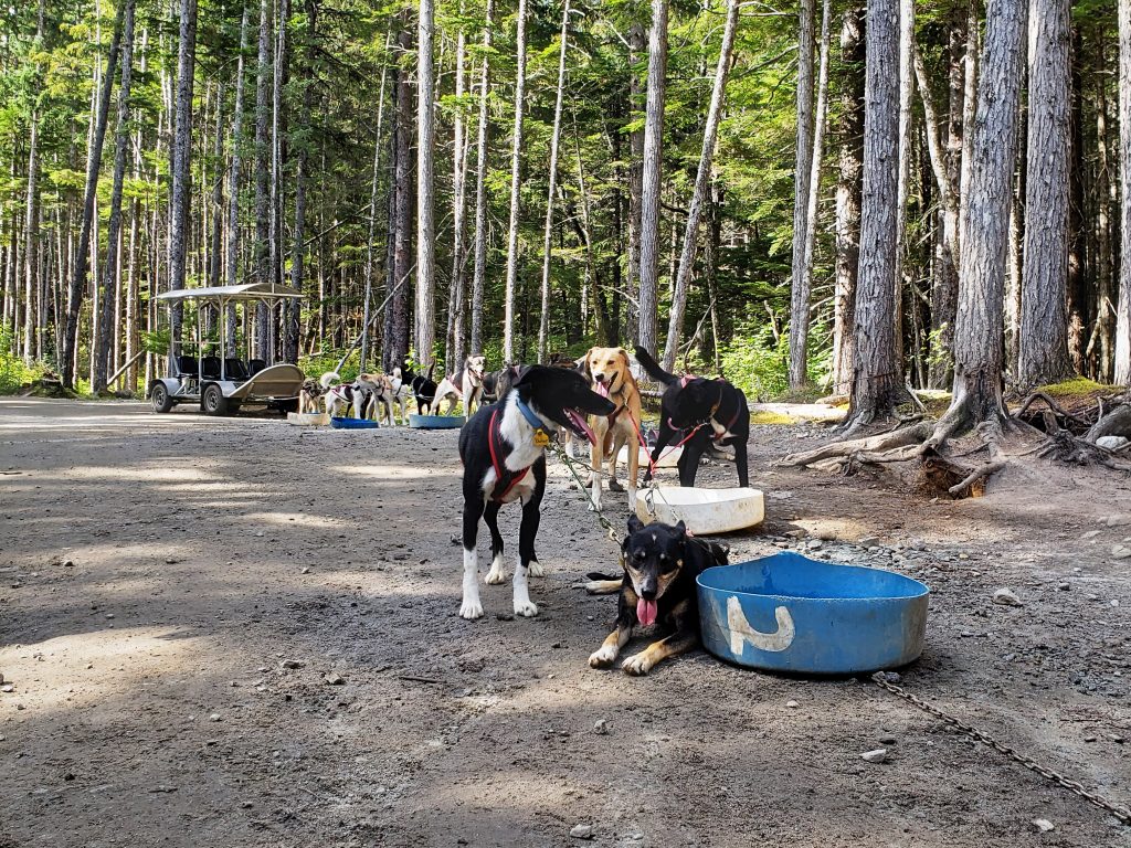 Sled Dogs in Skagway Alaska cuise excursion