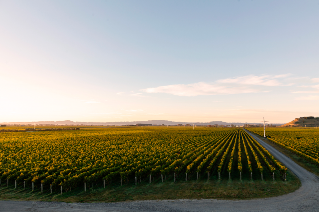 Grapevines at sunrise in Hawkes Bay New Zealand