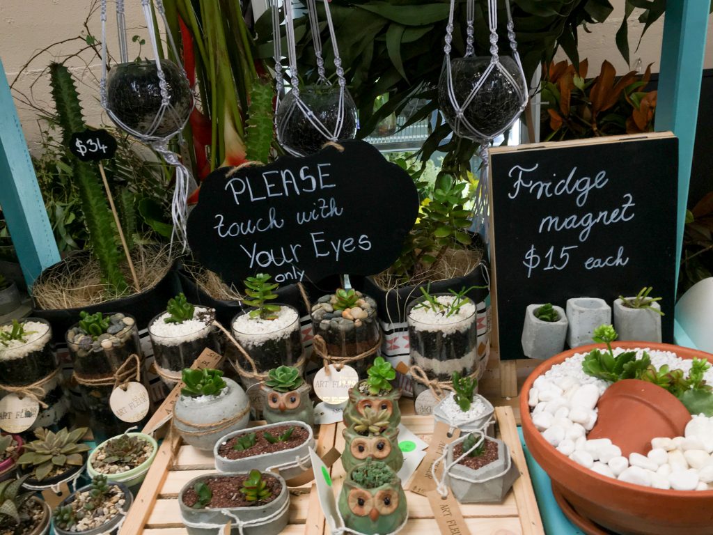 Small plants for sale at Catalina Bay Markets Hobsonville Point