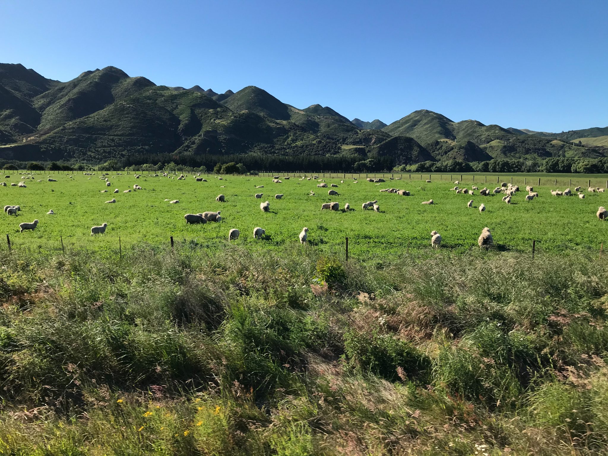 Sheep in Clarence on Coastal Pacific Train