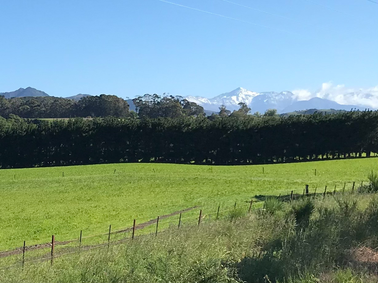 South Island farm with snowy moutains in background