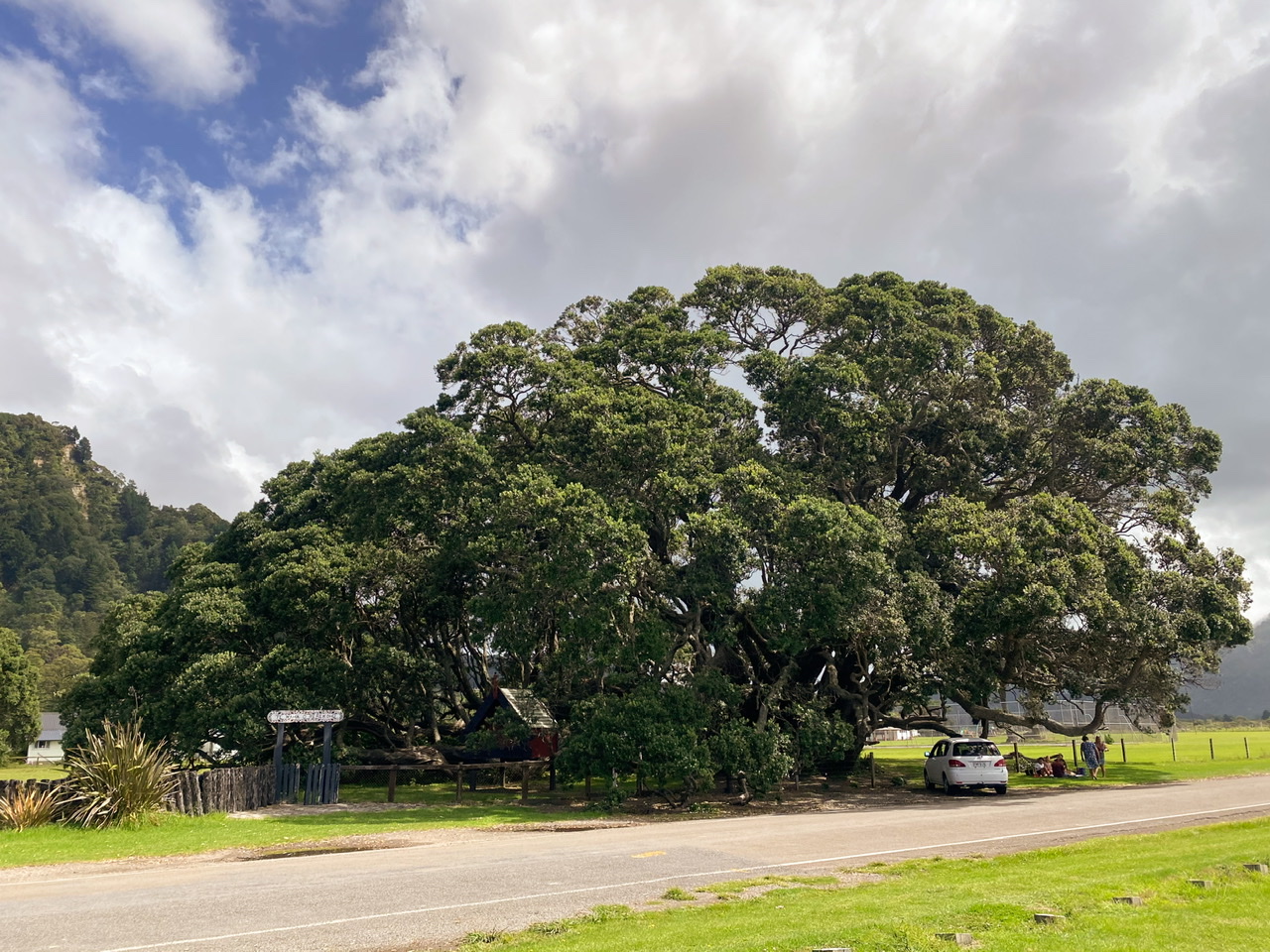 Very large green pōhutukawa tree with a white car parked underneath it and four people picnicing viewed from across a street