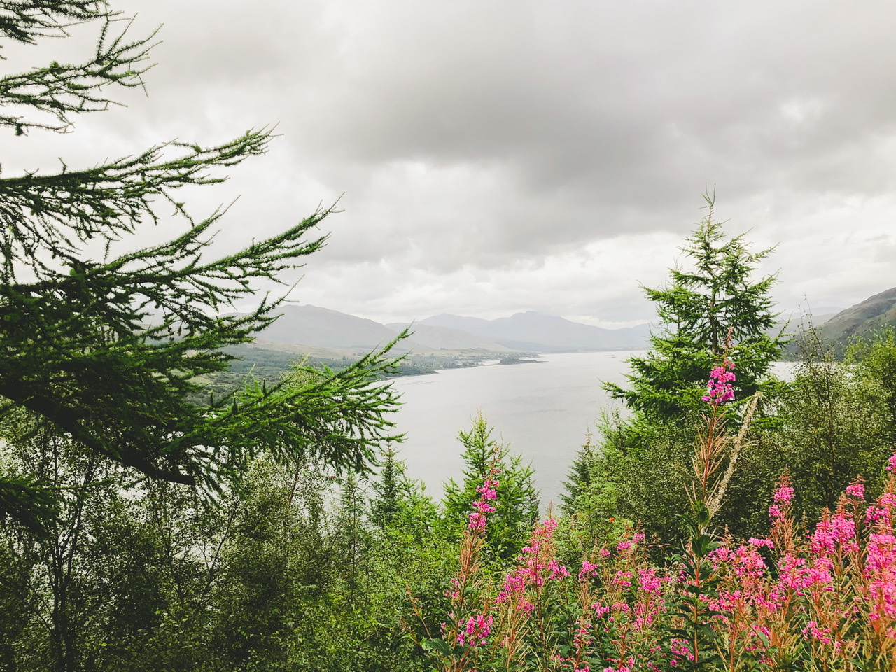 Views over Loch from a viewing point with green trees and a bush with pink flowers in foreground