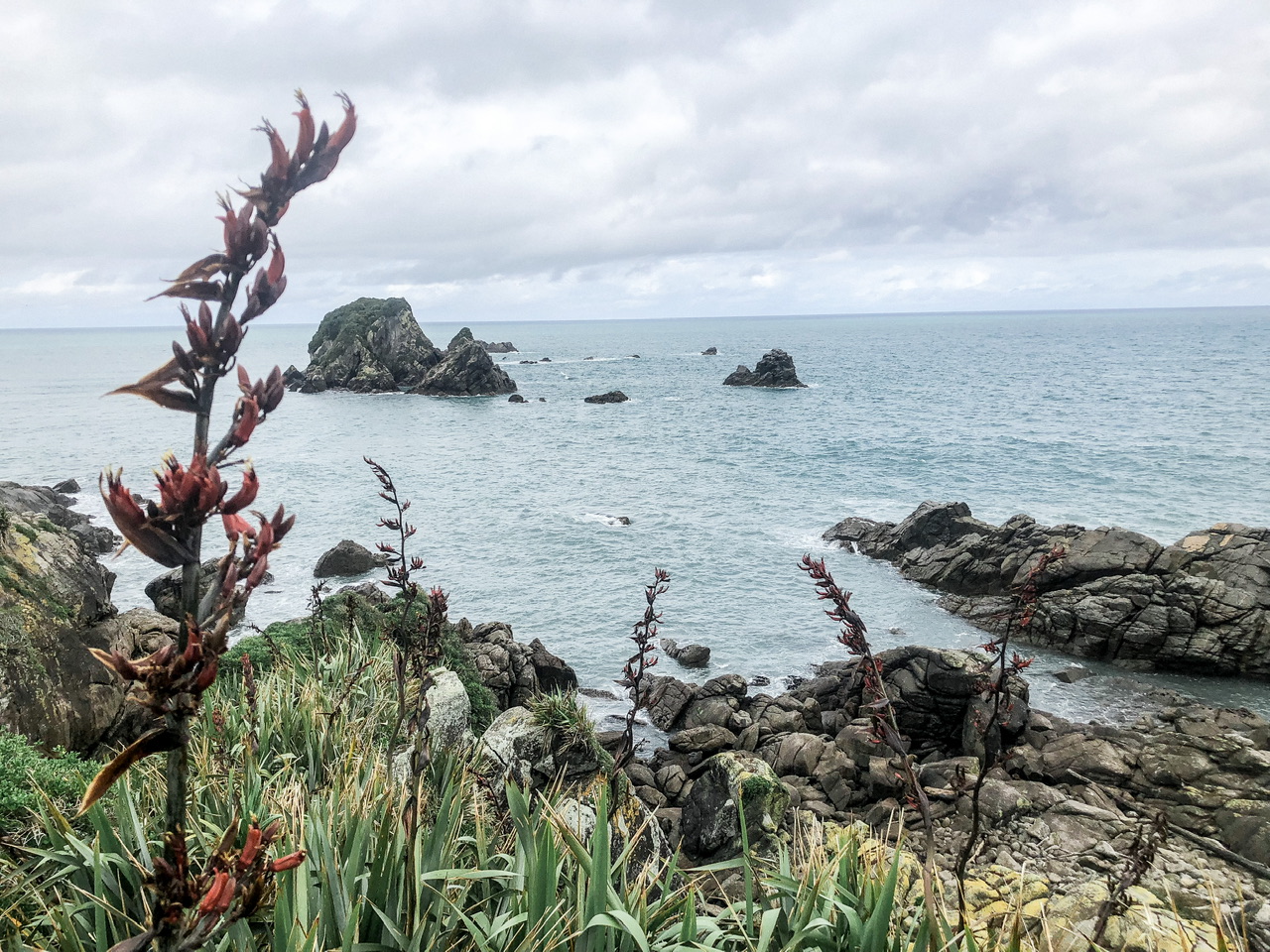View of island over rocks with native new zealand plants on cliff side on Cape Foulwind walkway