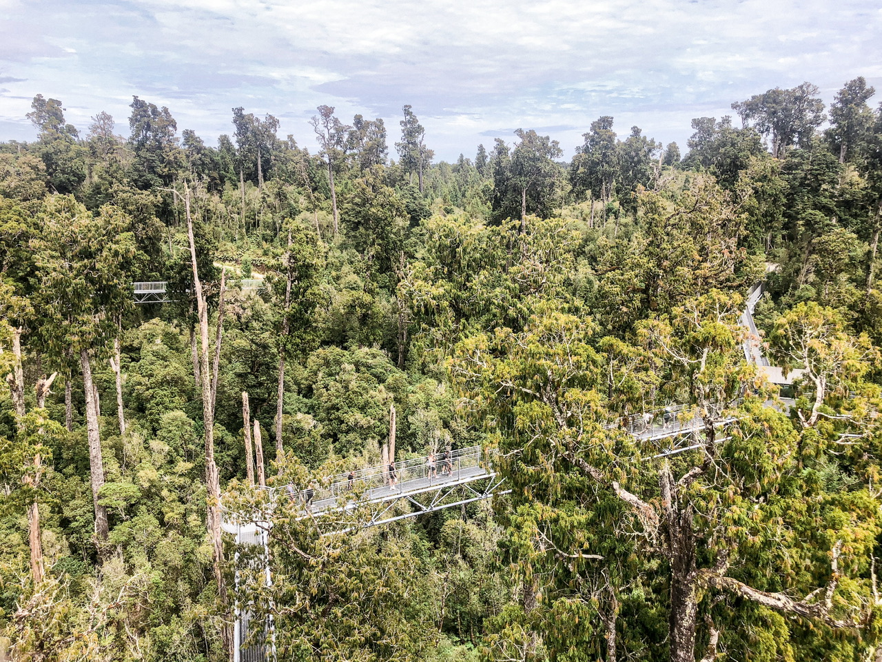Metal walkway viewed from distance high above green treetops on West Coast Treetops Walk
