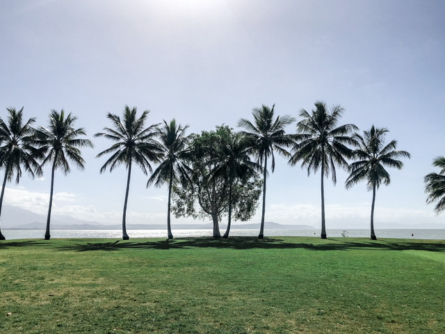 9 palm trees line the end of a green grassy park at the edge of the ocean