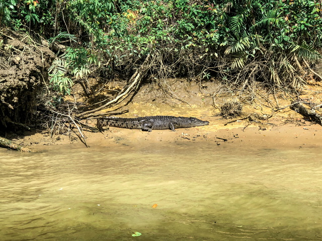 A three metre crocodile crawls along a muddy riverbank, pictured from the river