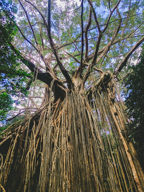 Curtain Fig Tree which is over 400 years old in Tropical North Queensland Australia. The fig tree seed grew on top of a host tree, it’s roots growing down to the ground in a curtain style. The leefy green tree itself is high up.