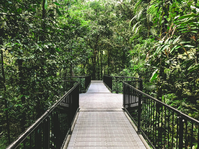 Wooden boardwalk with railings through green rainforest