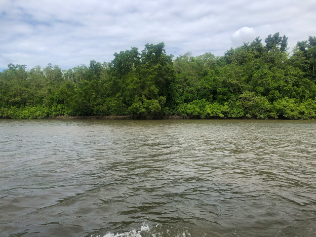 View of Daintree River surrounded by rainforest from the wildlife river tour