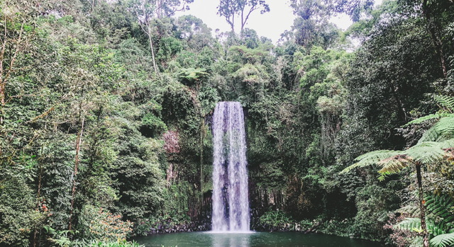 An 18 metre waterfall dropping into a natural pool surrounded by green rainforest trees