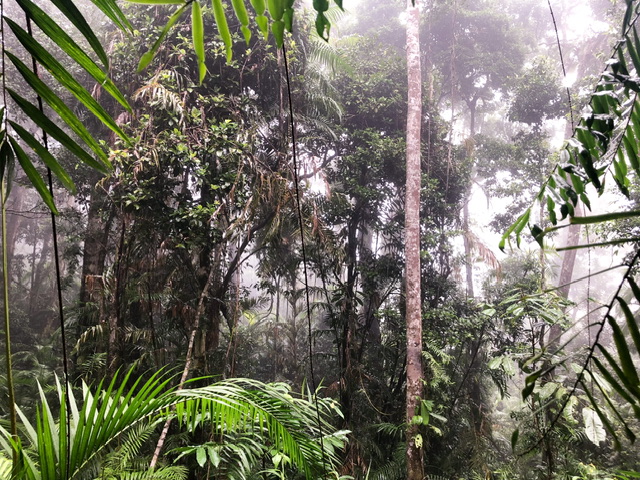 In the thick of green rainforest plants