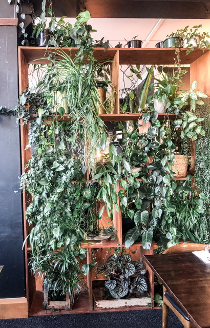 Brown shelves covered in green plants in Cucina restaurant Oamaru New Zealand