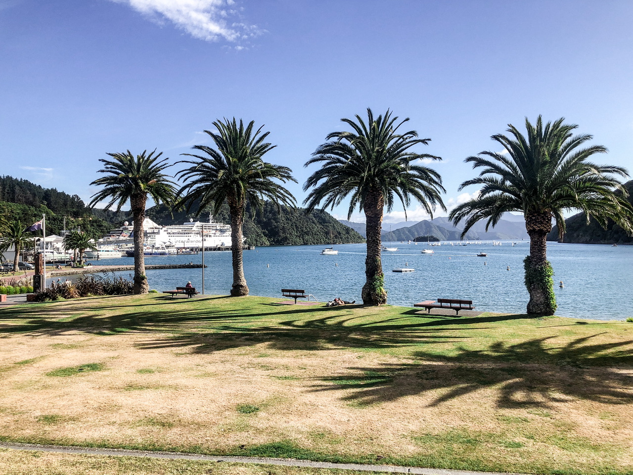 View of the Picton Waterfront with four large palm trees at the edge of the grass with be benches between, in front of which is the sea. The Interislander ferry is berthed to the right.