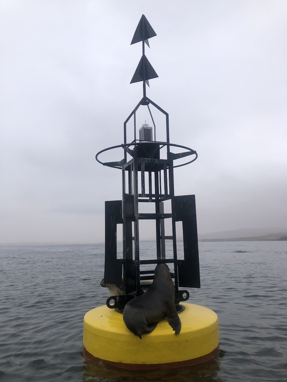 Two female sealions sit opposite each other on a yellow floating platform with a light built on top in the sea in Paracas Peru.