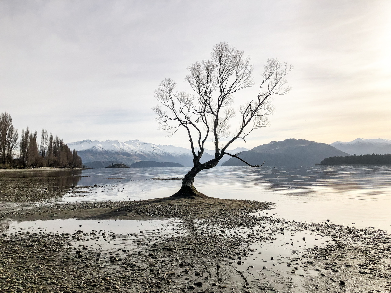 A bare tree on lake edge in Wanana, New Zealand.